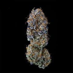 Happy Lora Feminized Cannabis Seeds by Black Tuna Seeds