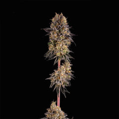 Happy Lora Feminized Cannabis Seeds by Black Tuna Seeds