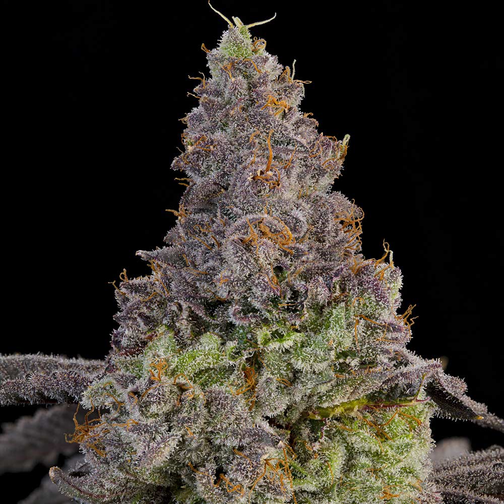 Blue Beluga by Grounded Genetics