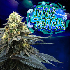 Blue Peach Feminized Cannabis Seeds by Perfect Tree