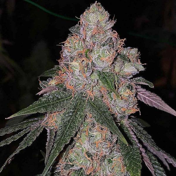 Patron by The Plug Seedbank
