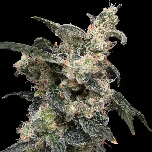 Bramble Jam by Common Wealth Seed Co
