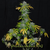 Brotherhood OG Regular Cannabis Seeds by Karma Genetics