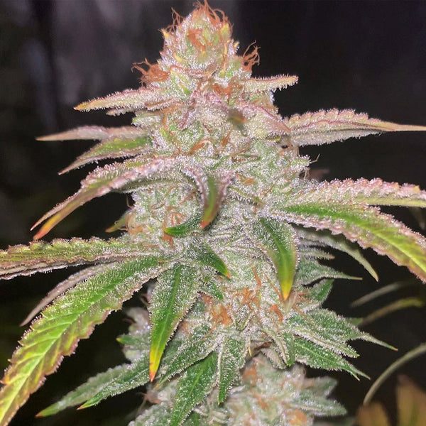 Cake Bomb by Prolific Coast Seeds