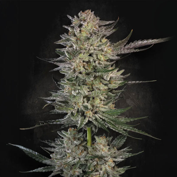 Candy Breath by Paradise Seeds