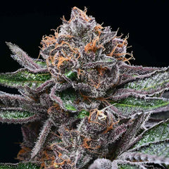 Candy Candy Feminized Cannabis Seeds by Cookies Seeds