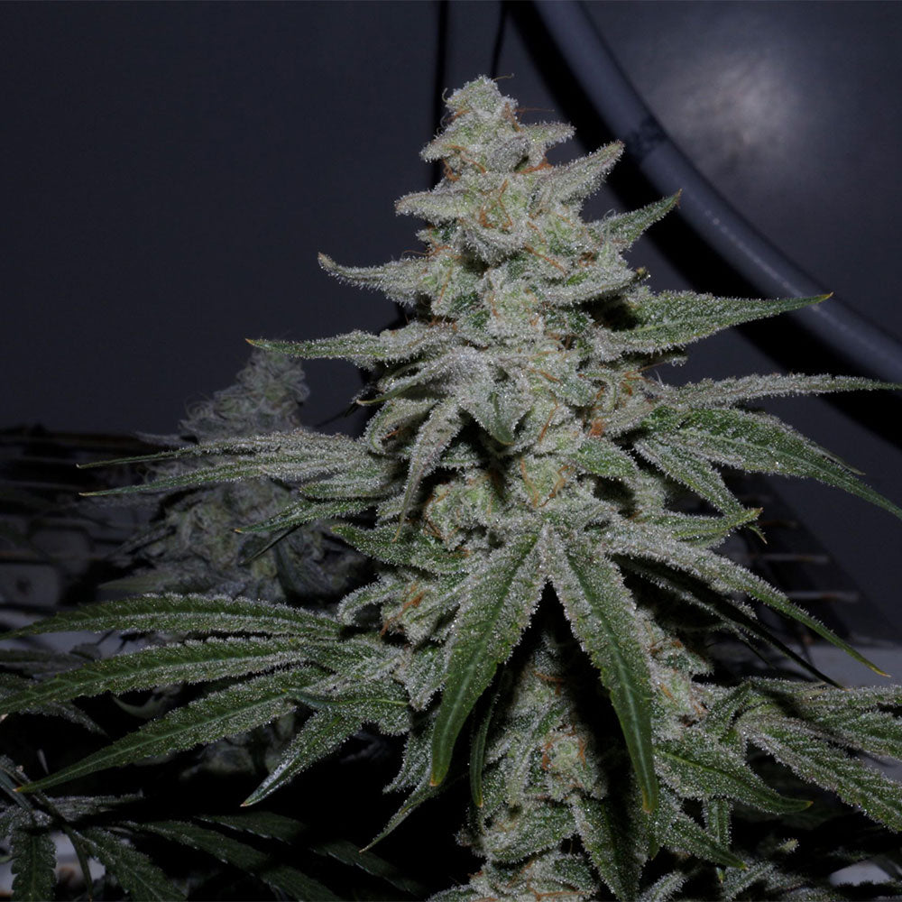 Caps Crunch F2 by Capulator Seeds