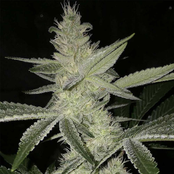 Strawberry Daze by Crockett Family Farms