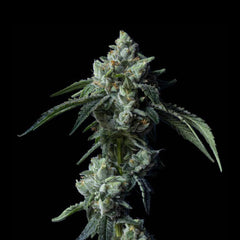 Challah Bread Feminized Cannabis Seeds by DNA Genetics