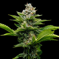 Challah Cake Feminized Cannabis Seeds by DNA Genetics