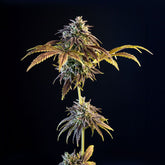 Champana Feminized Cannabis Seeds by Black Tuna Seeds
