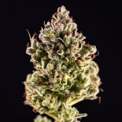 Champana Feminized Cannabis Seeds by Black Tuna Seeds