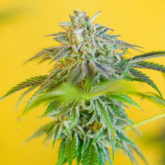 Champana Feminized Cannabis Seeds by Black Tuna Seeds