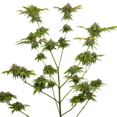Champana Feminized Cannabis Seeds by Black Tuna Seeds