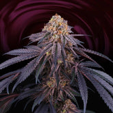 Chantilly Feminized Cannabis Seeds by Perfect Tree