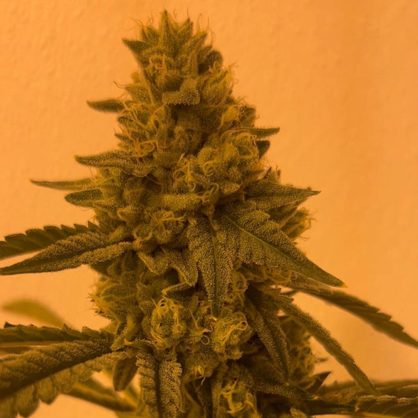 Cherry Blossom SZN by EZ Genetics
