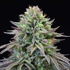 Cherry Cooks Feminized Cannabis Seeds by Cookies Seeds