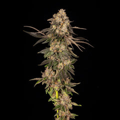 Cherry Fritter Feminized Cannabis Seeds by Cookies Seeds
