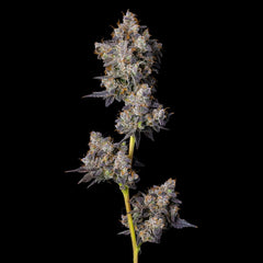 Cherry Zelato Feminized Cannabis Seeds by Cookies Seeds