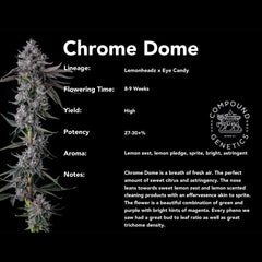 Chrome Dome Feminized Cannabis Seeds by Compound Genetics