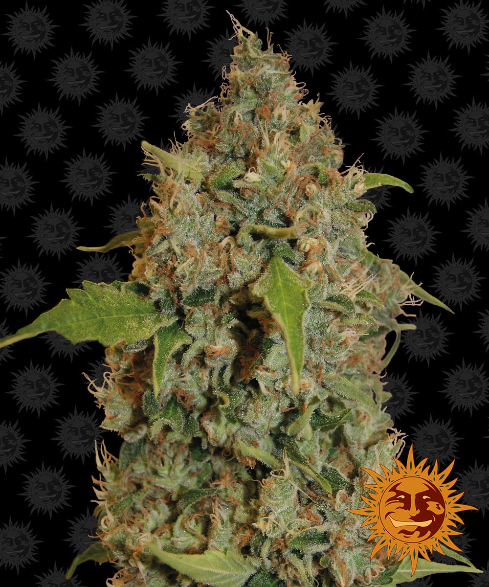 Chronic Thunder by Barneys Farm