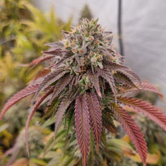 Chronics Kush F2 Regular Cannabis Seeds by Conscious Genetics