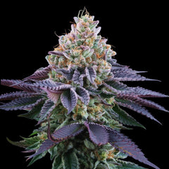 Coconut Fresh Feminized Cannabis Seeds by Perfect Tree
