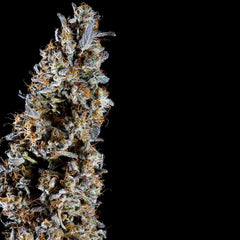 Animorph Mints Feminized Cannabis Seeds by Compound Genetics