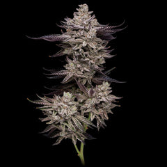 El Vale Haze Feminized Cannabis Seeds by Compound Genetics