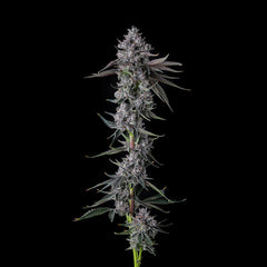 Chrome Dome Feminized Cannabis Seeds by Compound Genetics