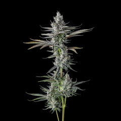 Guwop Green Feminized Cannabis Seeds by Compound Genetics