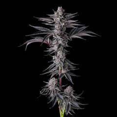 New Money Feminized Cannabis Seeds by Compound Genetics