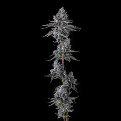 Old Money Feminized Cannabis Seeds by Compound Genetics