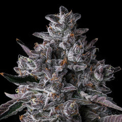 Chrome Dome Feminized Cannabis Seeds by Compound Genetics