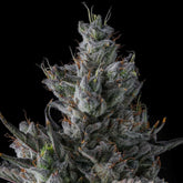 Guwop Green Feminized Cannabis Seeds by Compound Genetics
