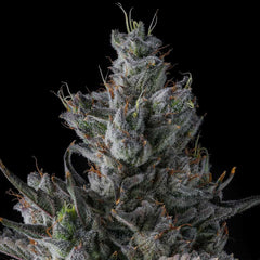 Guwop Green Feminized Cannabis Seeds by Compound Genetics