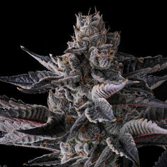 New Money Feminized Cannabis Seeds by Compound Genetics
