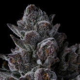 Old Money Feminized Cannabis Seeds by Compound Genetics