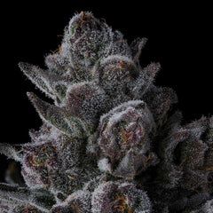 Old Money Feminized Cannabis Seeds by Compound Genetics