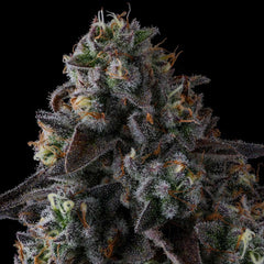Fruit Riot Feminized Cannabis Seeds by Compound Genetics