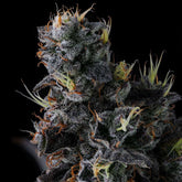 Giggin Grapes Feminized Cannabis Seeds by Compound Genetics