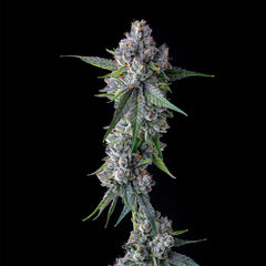 Trillianz Feminized Cannabis Seeds by Compound Genetics