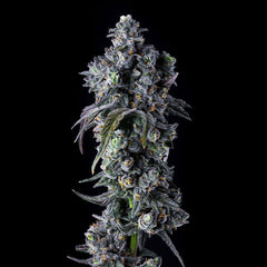 UK Riot Feminized Cannabis Seeds by Compound Genetics