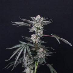 Luxar Dos Feminized Cannabis Seeds by Compound Genetics