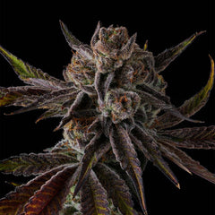 Purple Preserves Feminized Cannabis Seeds by Compound Genetics