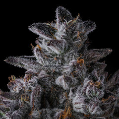 Chrome Dome Feminized Cannabis Seeds by Compound Genetics