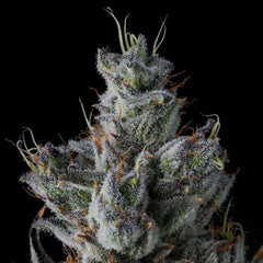Guwop Green Feminized Cannabis Seeds by Compound Genetics