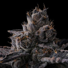 New Money Feminized Cannabis Seeds by Compound Genetics