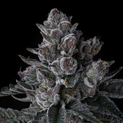 Old Money Feminized Cannabis Seeds by Compound Genetics