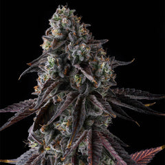 Fruit Riot Feminized Cannabis Seeds by Compound Genetics
